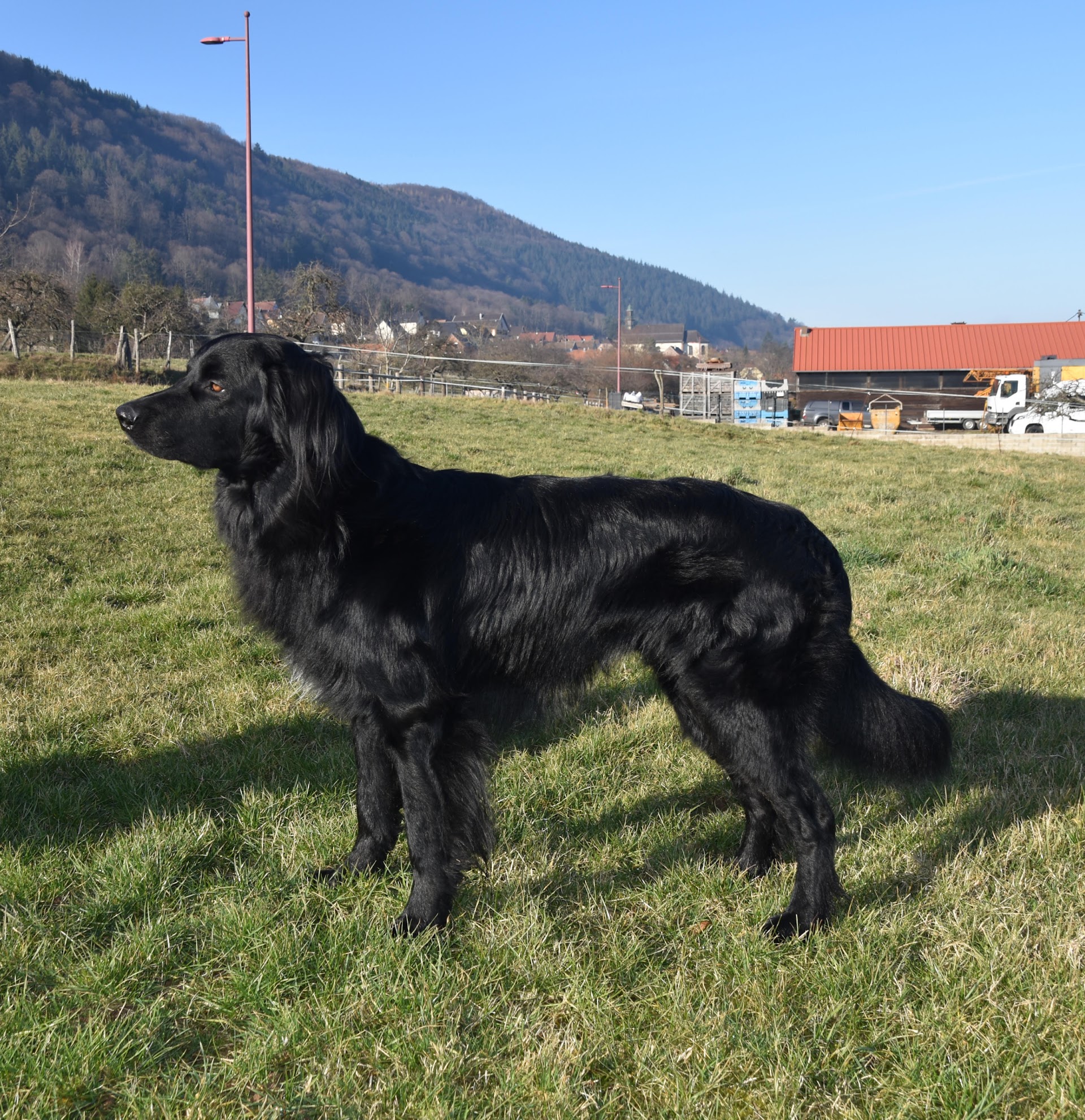 Sirius de l’Emeraude des Alpes