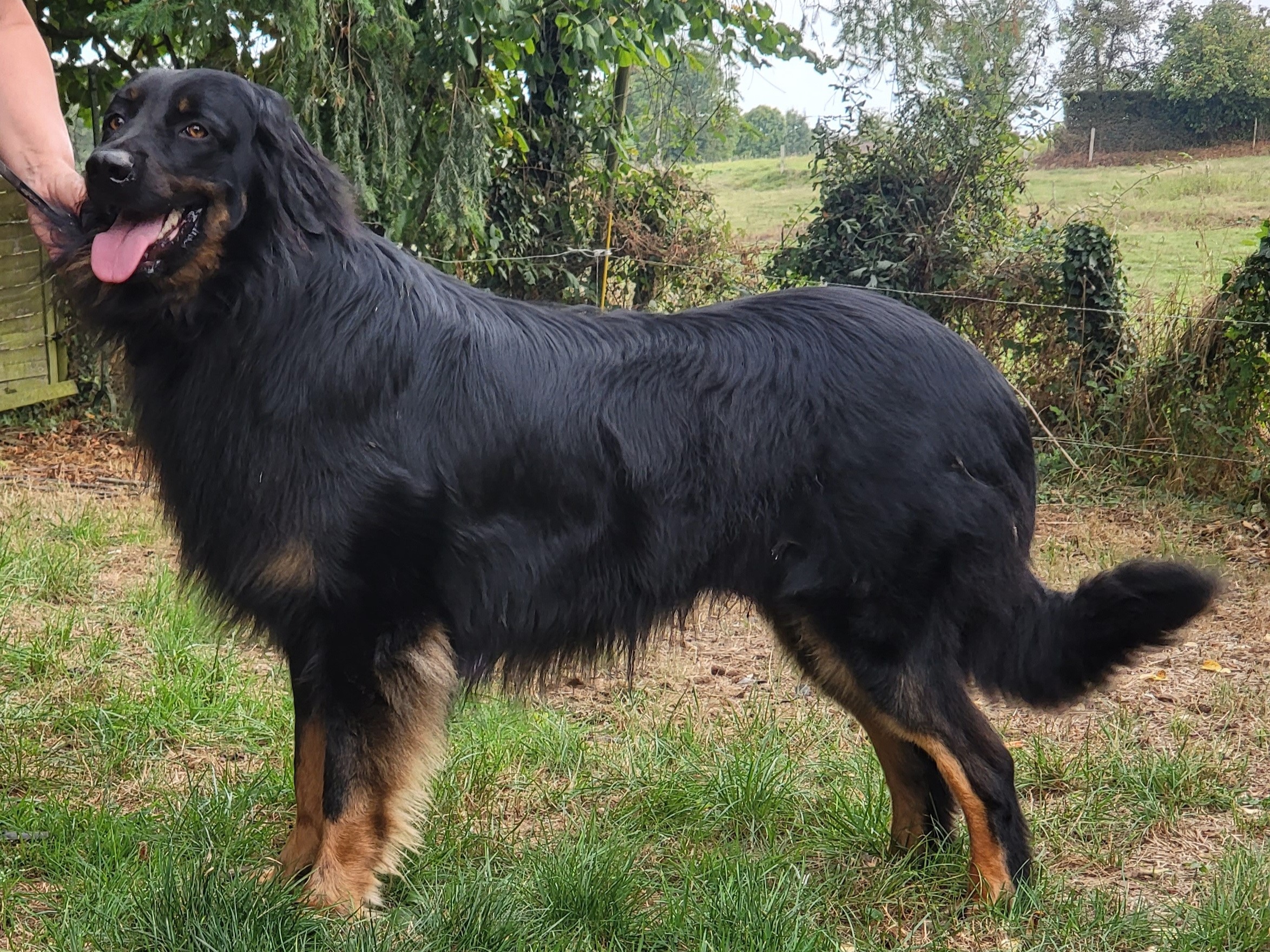 Hannes vom Riedemoor