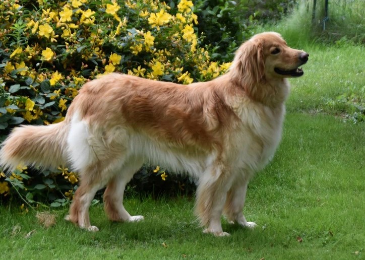 Obasilia des Leus Altiers