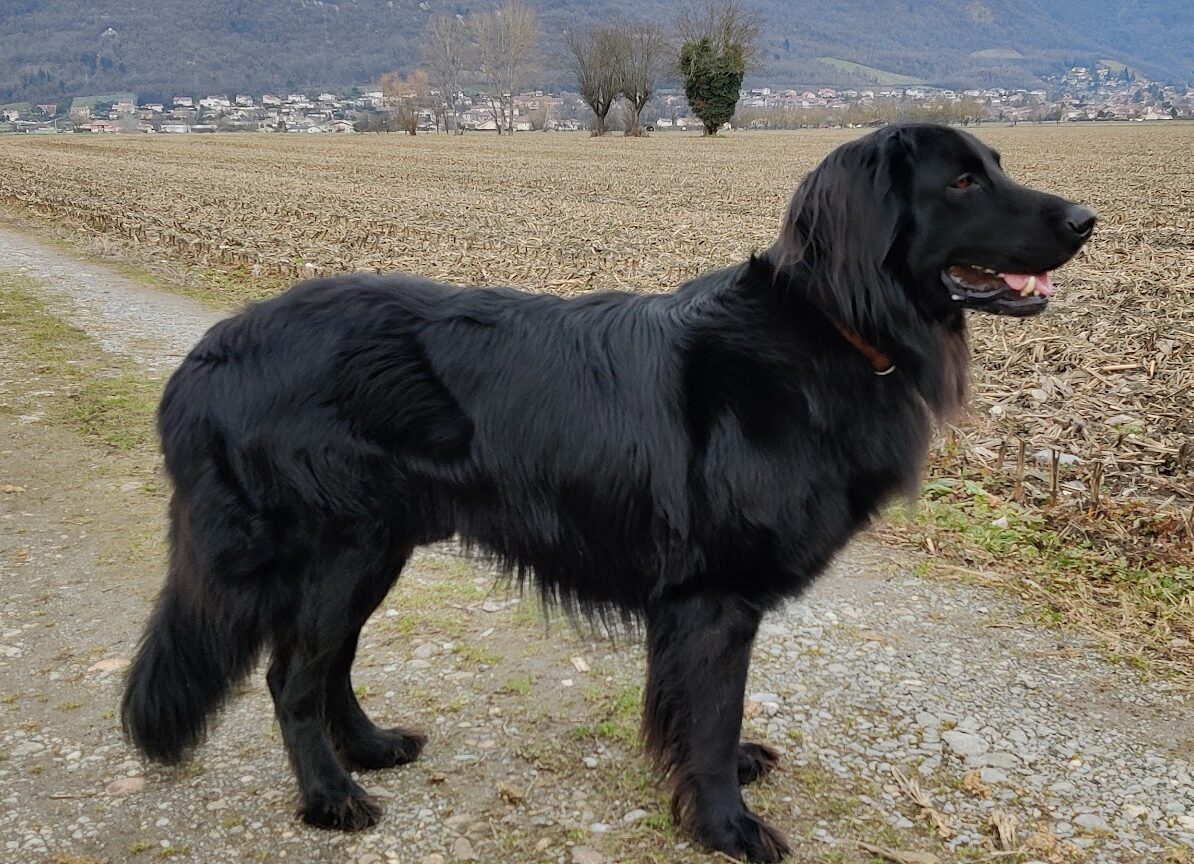 R’Django du Clos Chalandré