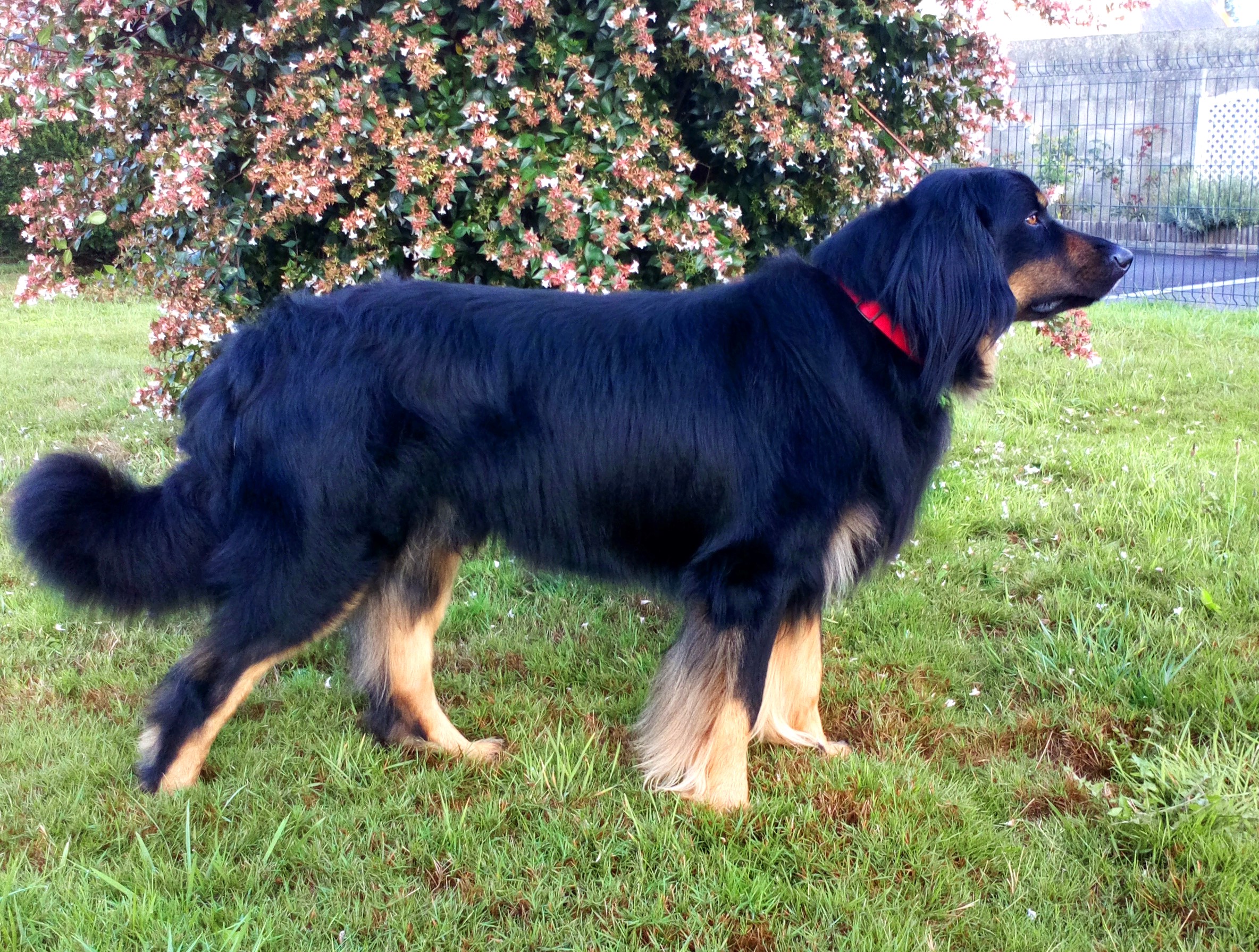Rosco Ar Bugale An Noz
