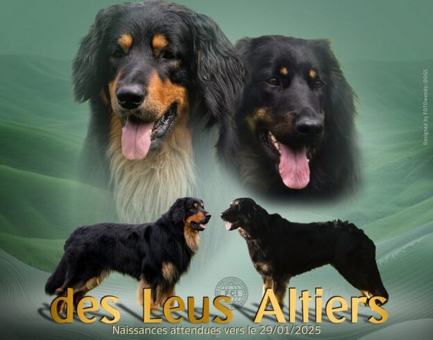 DES LEUS ALTIERS