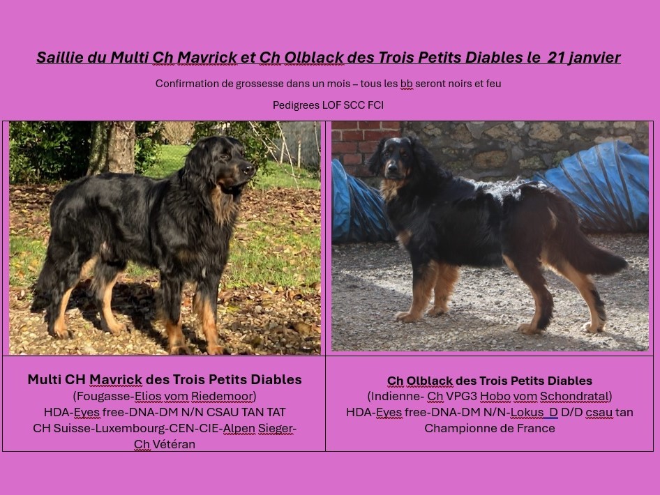 DES TROIS PETITS DIABLES 